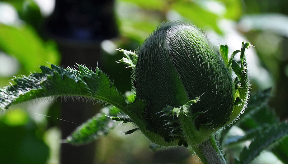 Jetzt kommt er - der MOHN