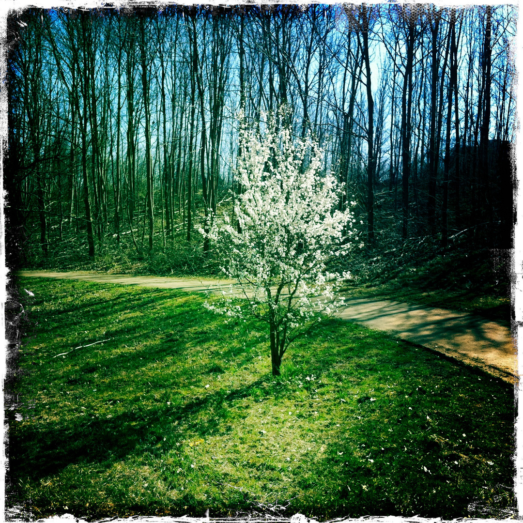 Jetzt kommt Frühling