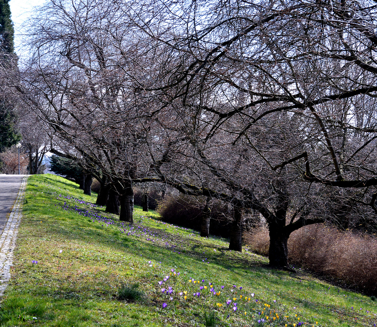 Jetzt Krokuswiese, in ein paar Wochen eine wunderschöne Kirschblüten-Allee