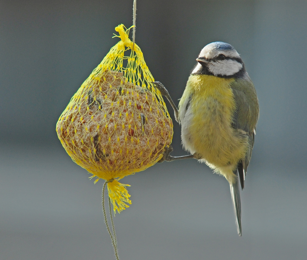 ...jetzt lass mich mal futtern...