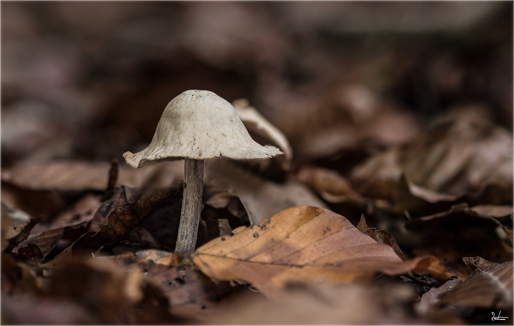 jetzt macht der Herbst ernst.