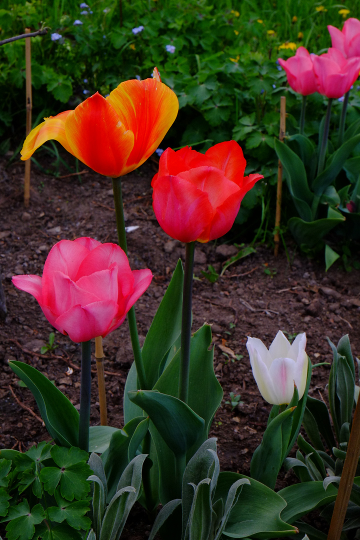 Jetzt mein Tulpen-Bild. Dann ist aber Schluss.