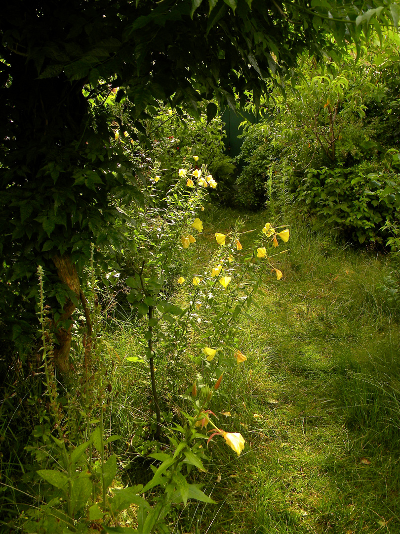 Jetzt muß ich Euch endlich mal den Garten meiner Mutter vorstellen!