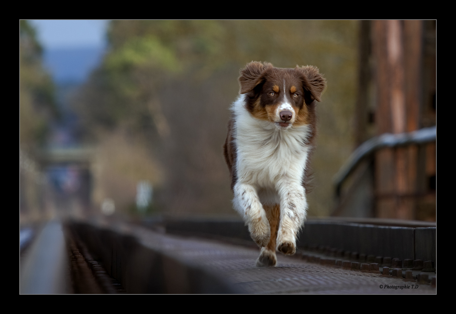 Jetzt Muss Ich Mich Beeilen Foto Bild Tiere Haustiere Hunde Bilder Auf Fotocommunity