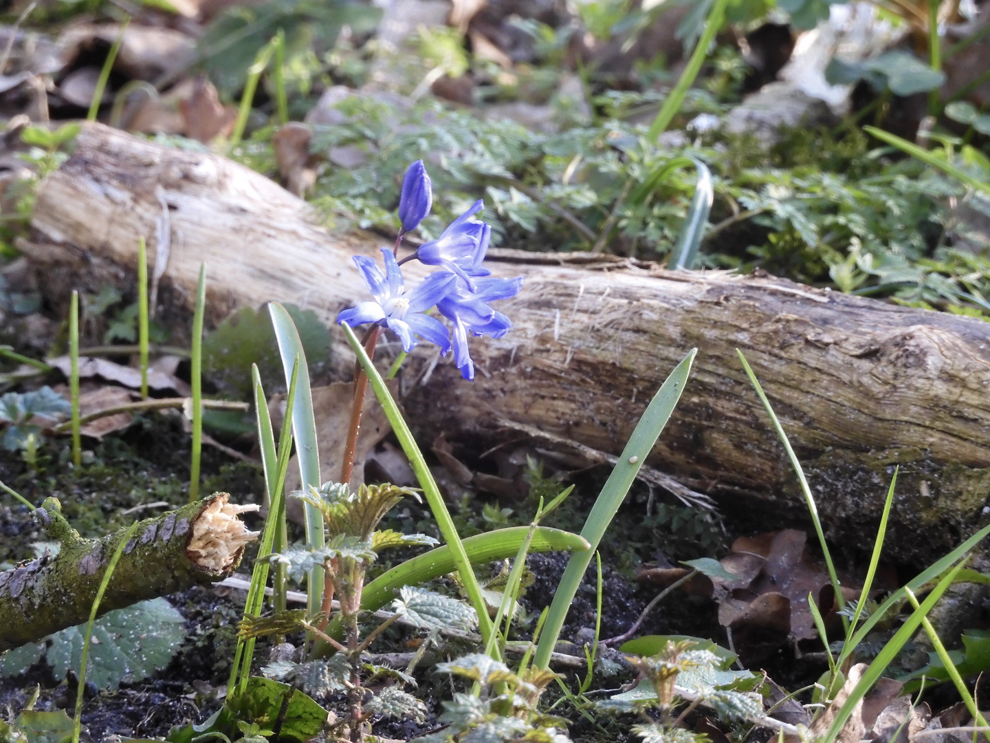 Jetzt naht der Frühling