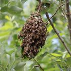 jetzt neu ! ins Bienennest gestochen...