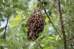 jetzt neu ! ins Bienennest gestochen...