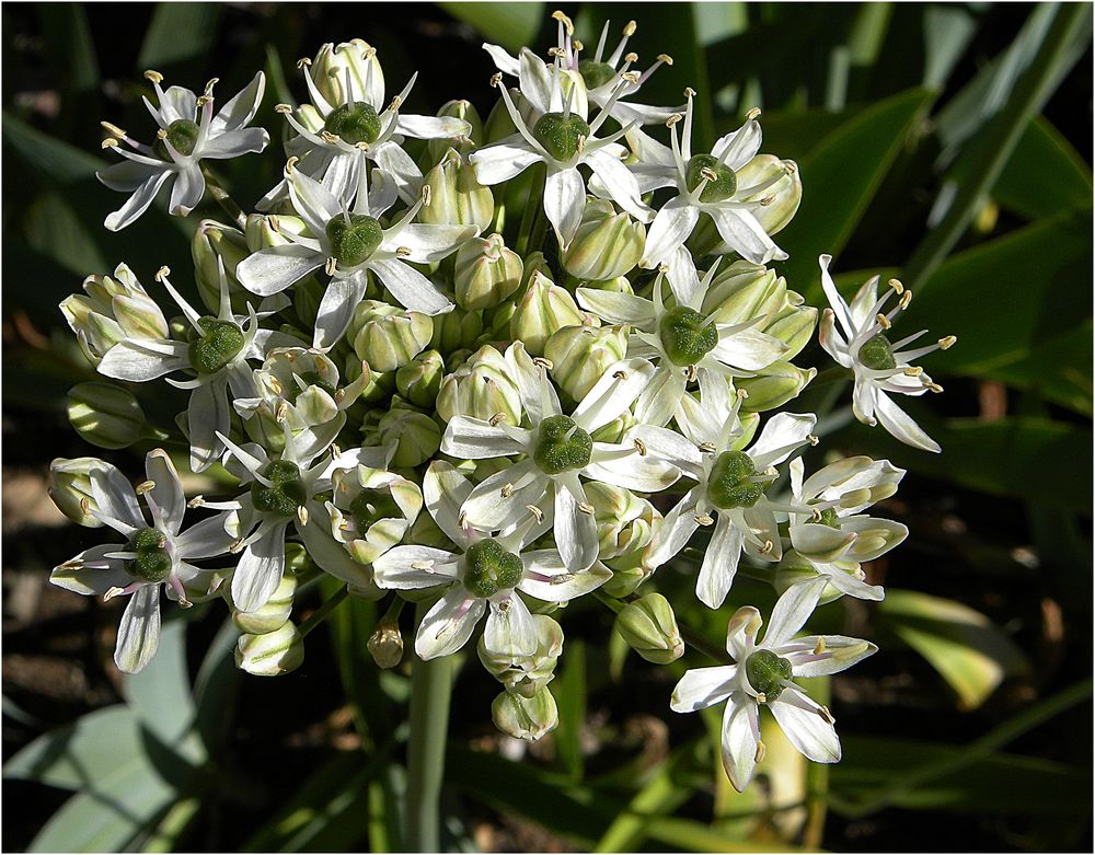 (??)......jetzt nicht mehr unbekannt, es ist ein Milchstern ( Ornithogalum )