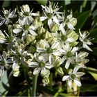 (??)......jetzt nicht mehr unbekannt, es ist ein Milchstern ( Ornithogalum )