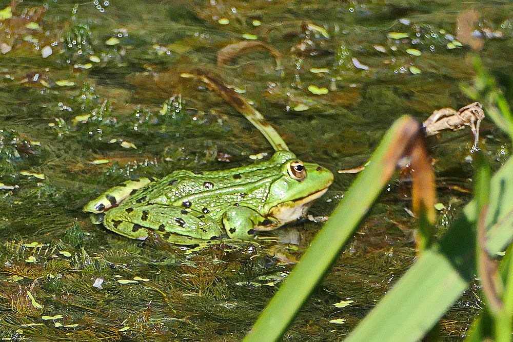 jetzt nichts wie weg vor dem Fotograf