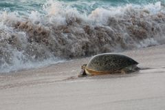 Jetzt nur noch zurück in´s Meer!