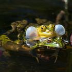 Jetzt quaken und lieben sie sich wieder - die Frösche