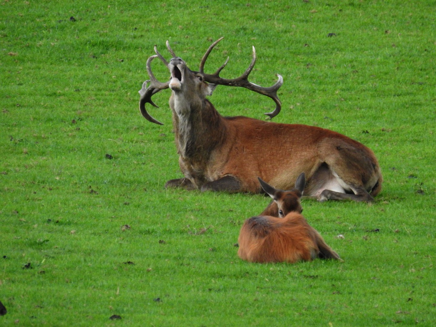 Jetzt röhrt der Hirsch aus vollem Halse