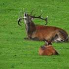 Jetzt röhrt der Hirsch aus vollem Halse