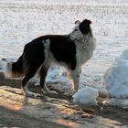 jetzt sag schon, wie baue ich einen schneemann? ;-)