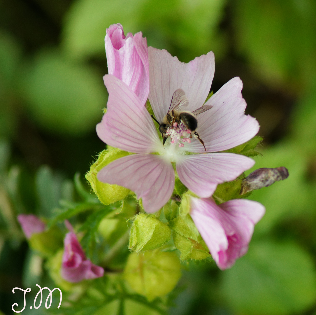 Jetzt schon auf den Frühling freuen ;-)