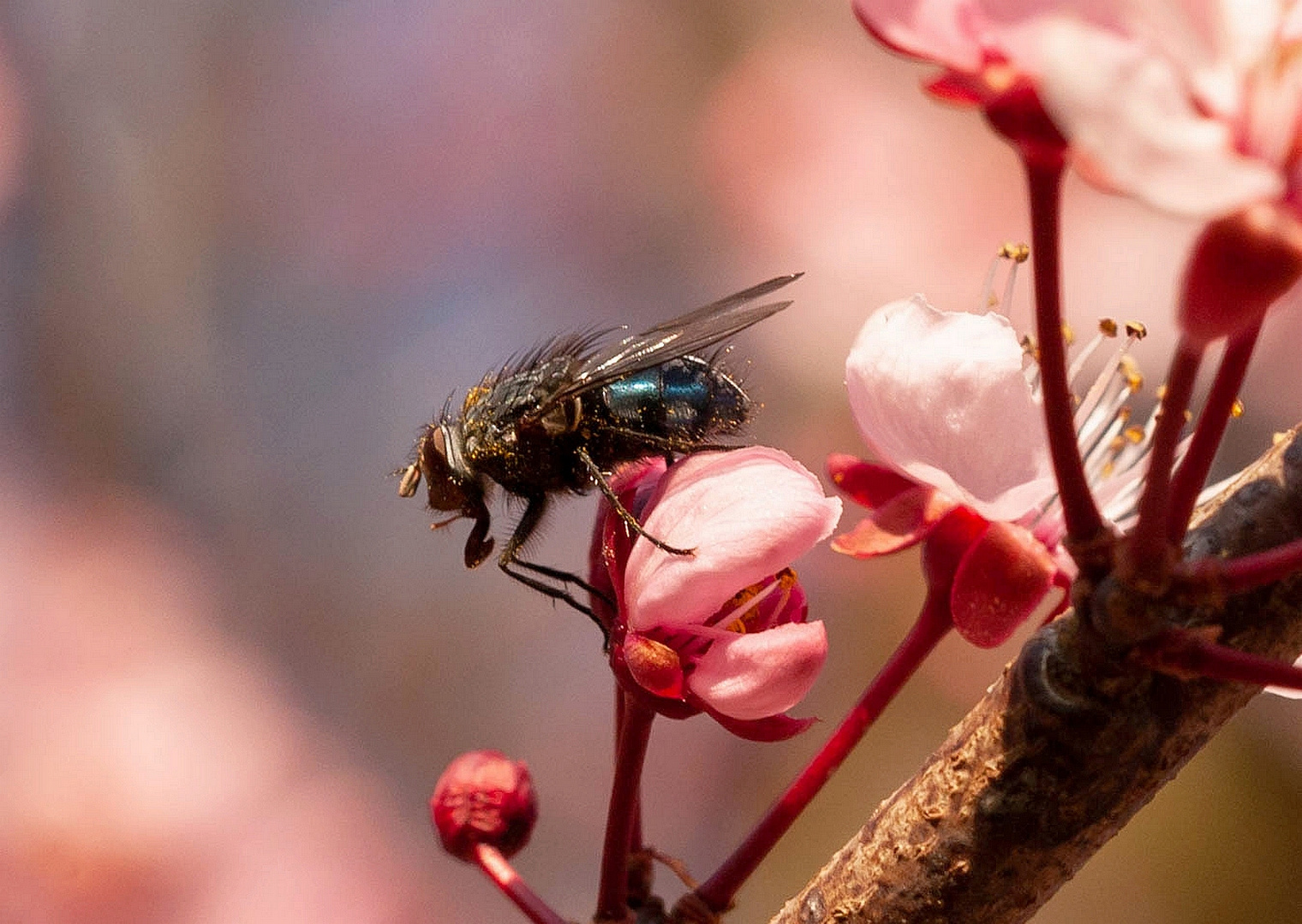 Jetzt schon dicke fette Fliegen