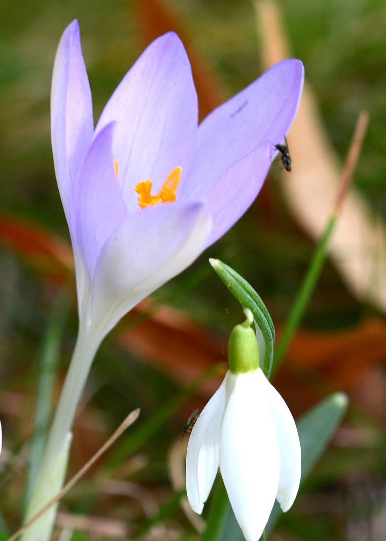 Jetzt schon Frühling im Erzgebirge