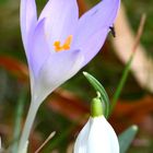 Jetzt schon Frühling im Erzgebirge