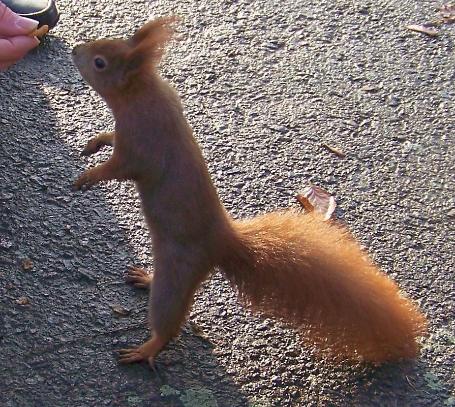 Jetzt schon Plagiate auch von der Natur?!