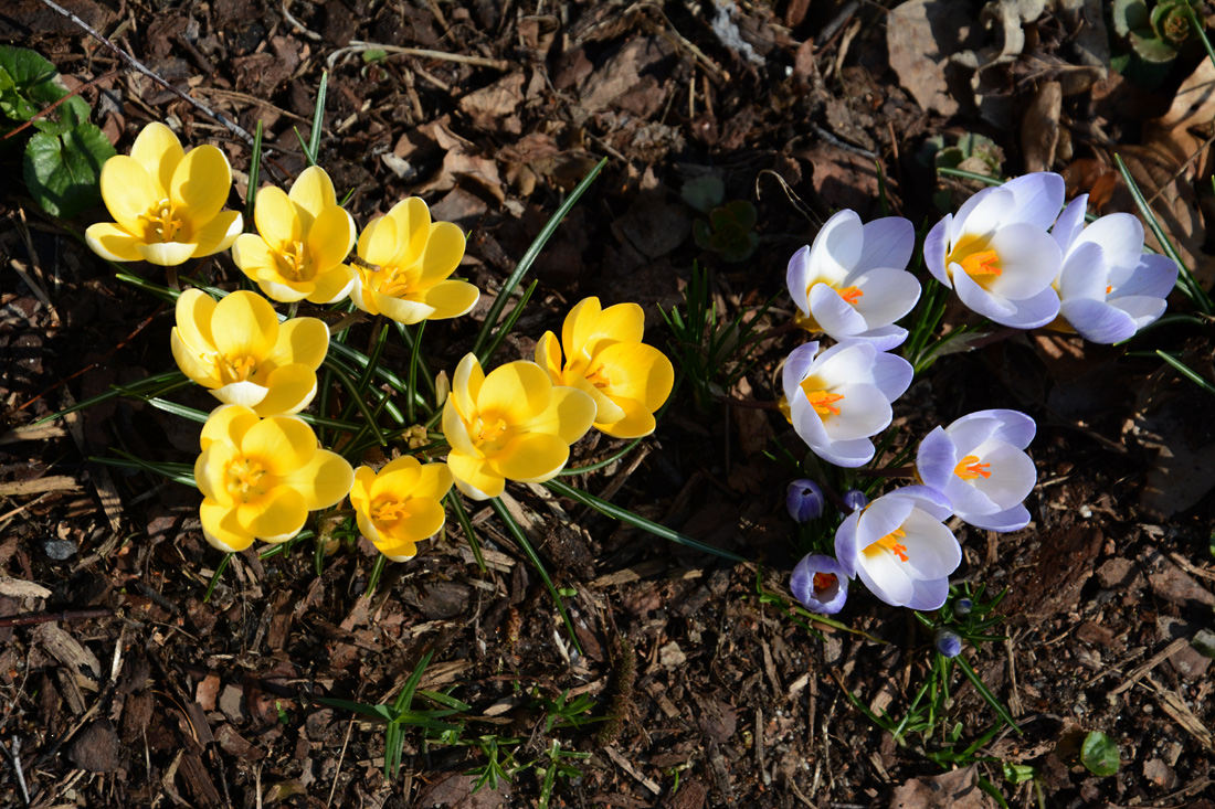 Jetzt sind auch die Krokusse endlich draussen