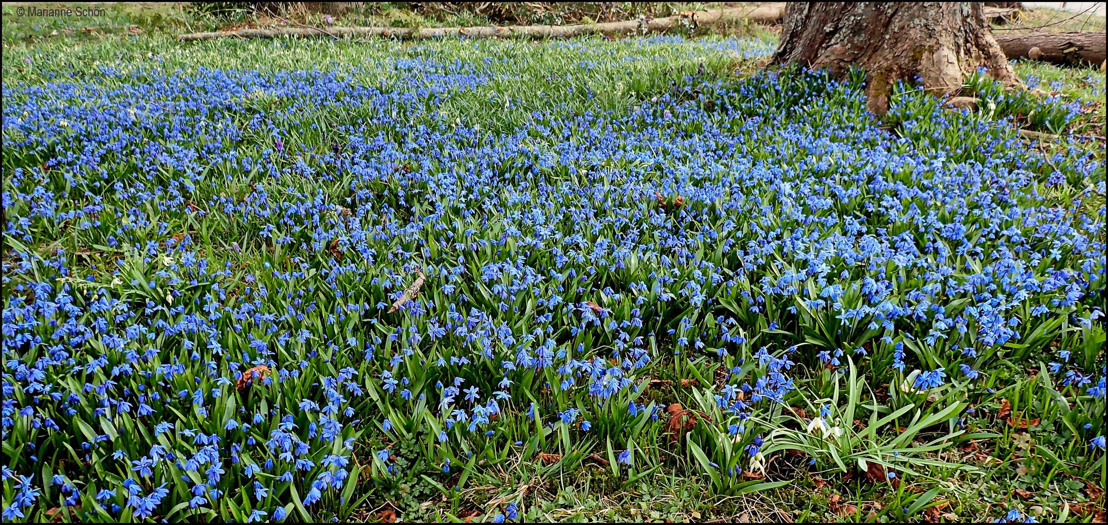 Jetzt sind die blauen Blümchen dran...