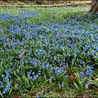 Jetzt sind die blauen Blümchen dran...