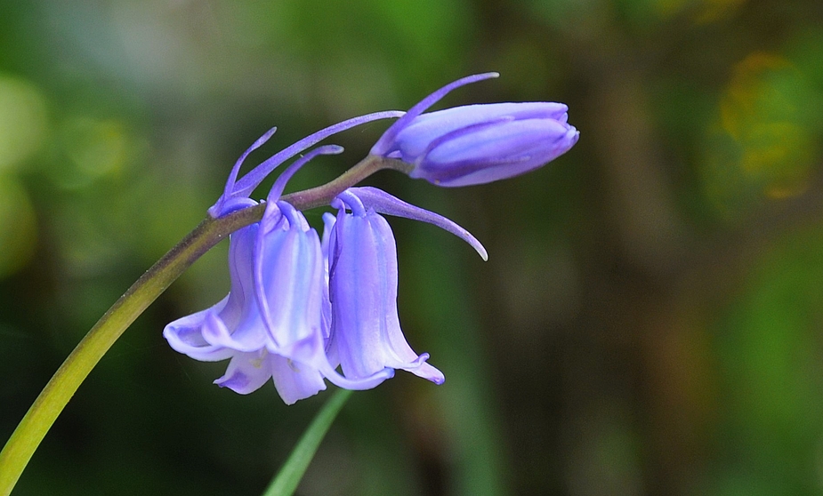 ...jetzt sind es viele blaue Glöckchen die den Garten besetzthalten :-)))