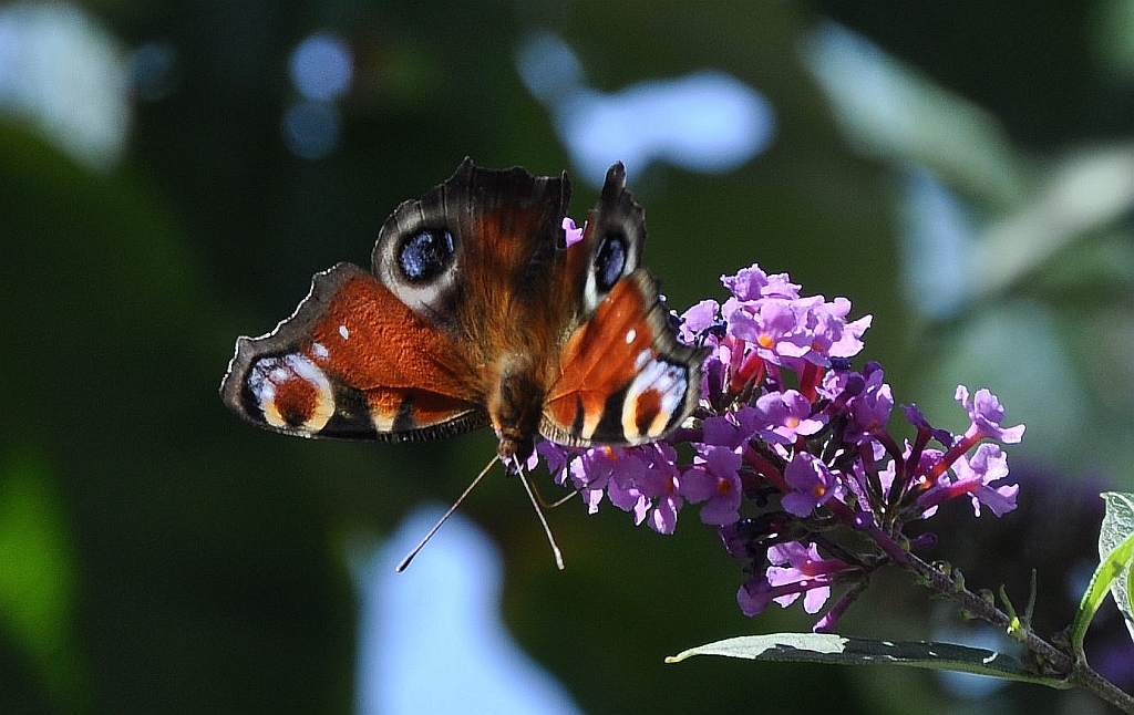 ....jetzt sind nur mehr Tagpfauenfalter am verblühenden Sommerflieder.....