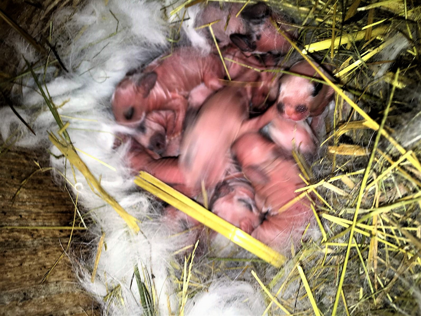 Jetzt sind sie da !       