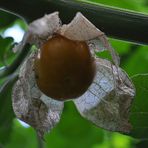 Jetzt sind sie reif geworden ...die Cap-Beeren