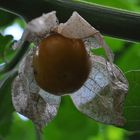 Jetzt sind sie reif geworden ...die Cap-Beeren