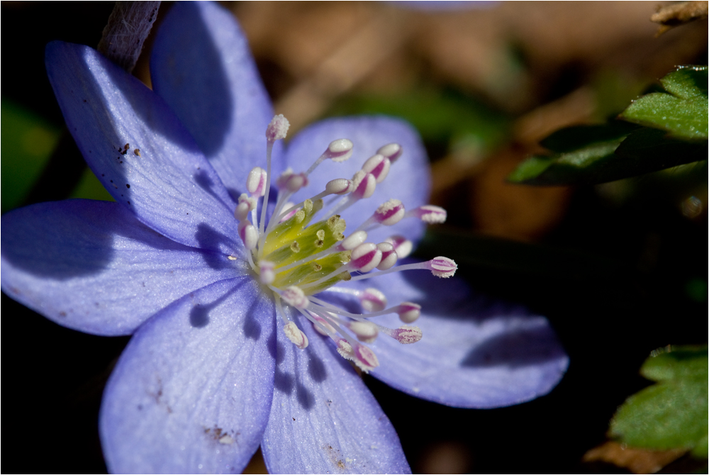 jetzt sind sie wieder da, wird doch Frühling