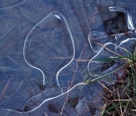 Jetzt sind wir in der Eis-Pilz-Saison! - Un champignon qui aime la saison froide!