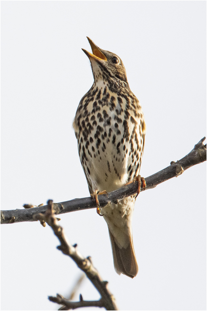 Jetzt singen sie wieder (1) - Die Singdrossel (Turdus philomelos) . . .