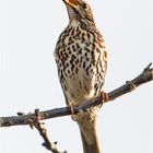 Jetzt singen sie wieder (1) - Die Singdrossel (Turdus philomelos) . . .