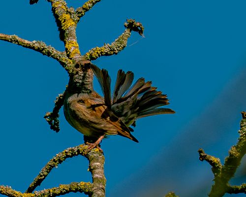 Jetzt sitzt sie, Heckenbraunelle