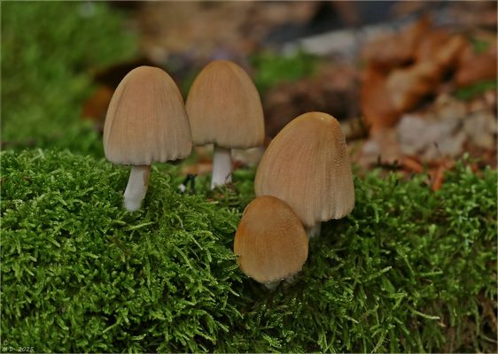 Jetzt sprießen auch bei uns die Pilze!