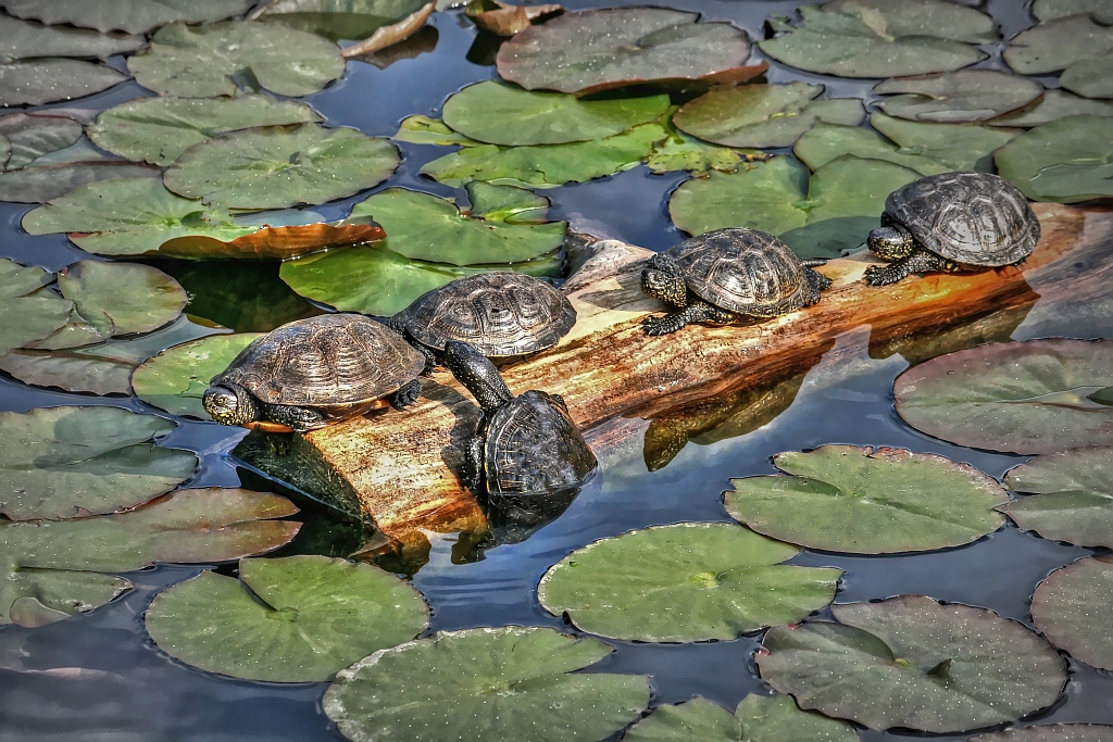 Jetzt spring schon endlich, die anderen wollen auch ins Wasser!