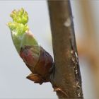 jetzt startet der Frühling