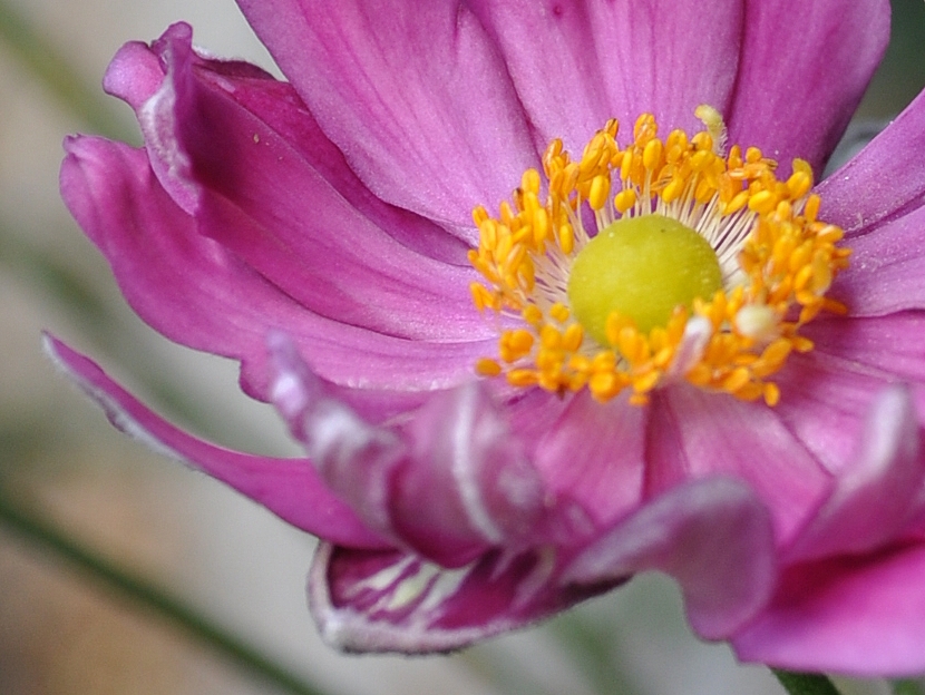 Jetzt stehen sie alle im Garten herum und blühen um die Wette......