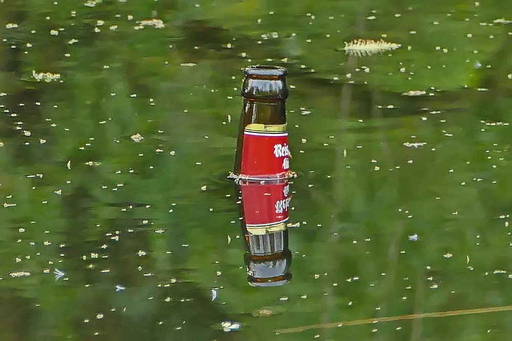 jetzt trinken die Frösche schon Kölsch