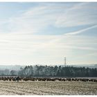 Jetzt wandern sie wieder