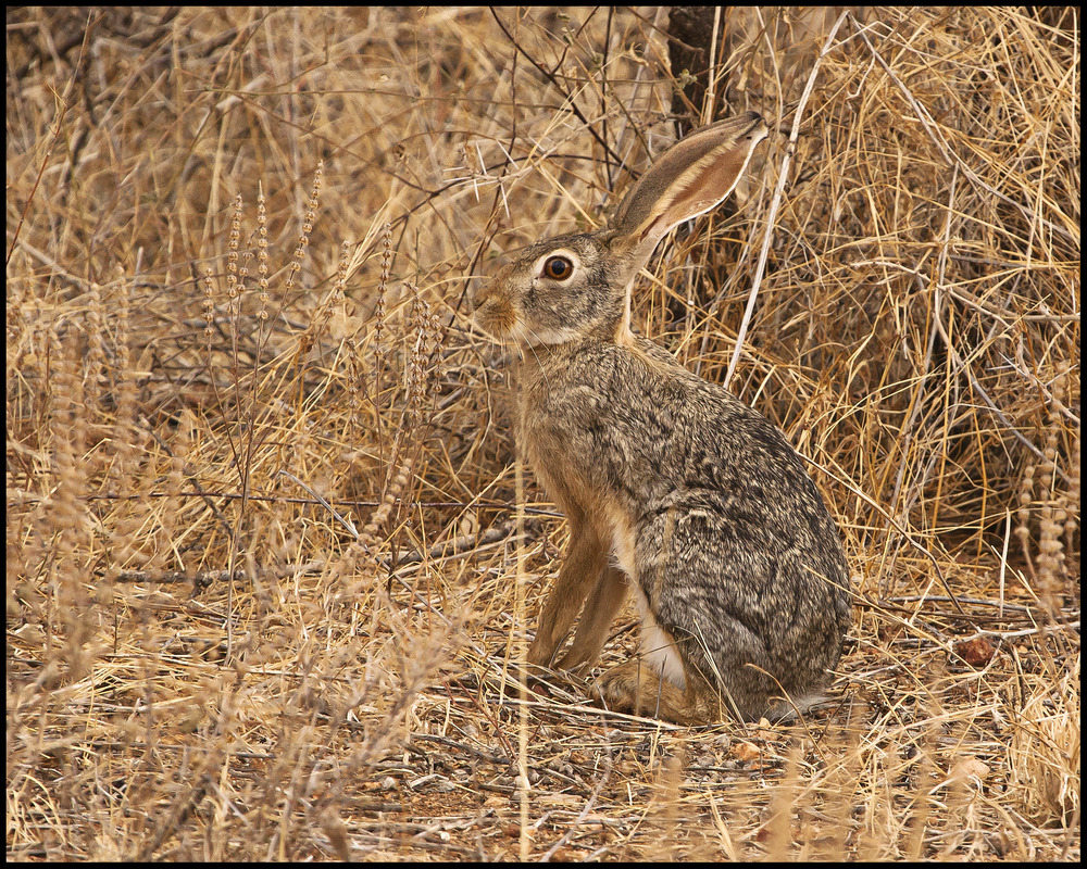 " Jetzt weiß ich auch wo der Osterhase überwintert "