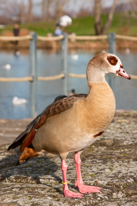 Jetzt weiss ich es: Ich bin eine Nilgans.