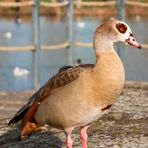 Jetzt weiss ich es: Ich bin eine Nilgans.