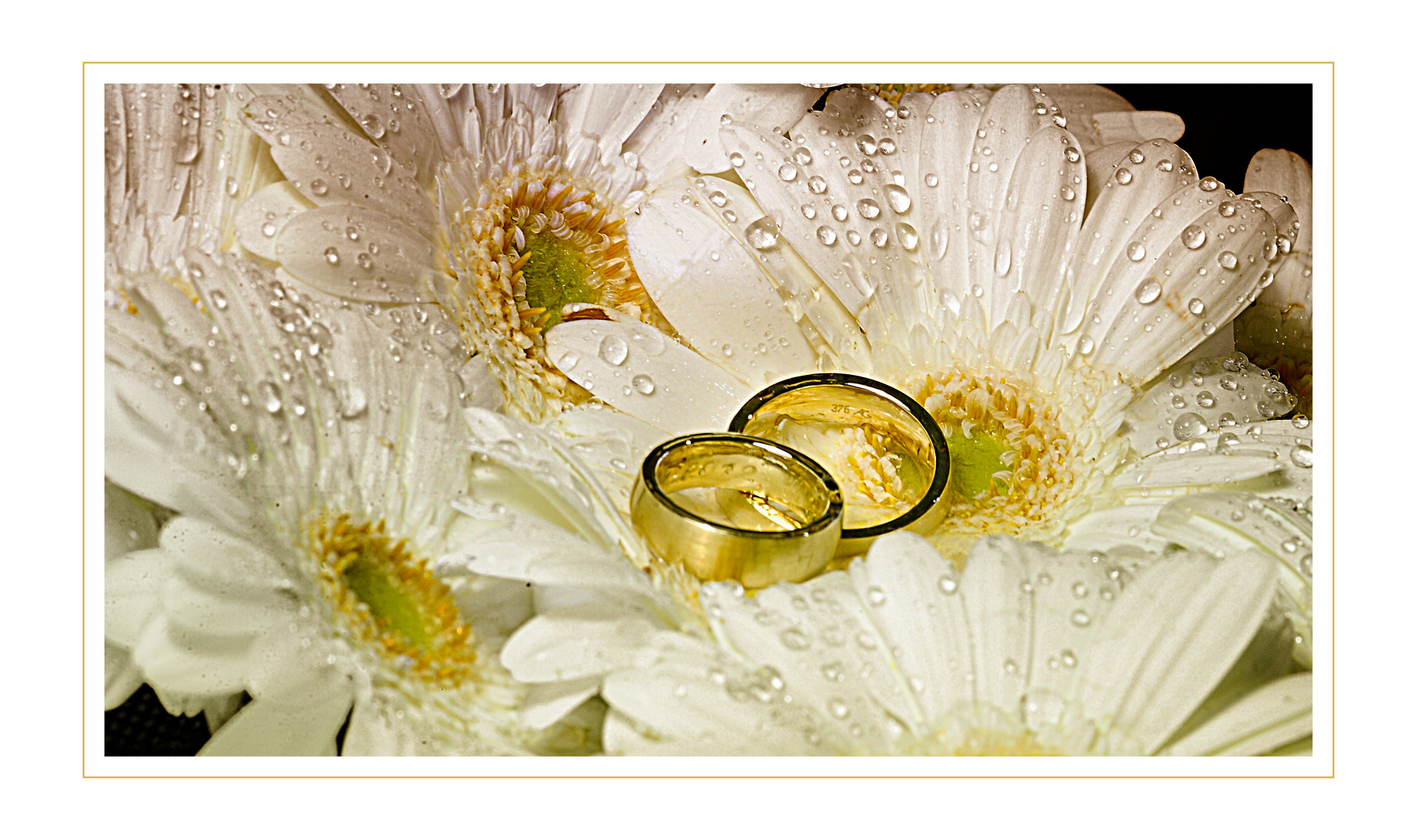 Jetzt weiß ich was eine Ringe(l)blume ist :-) Foto & Bild | projekte