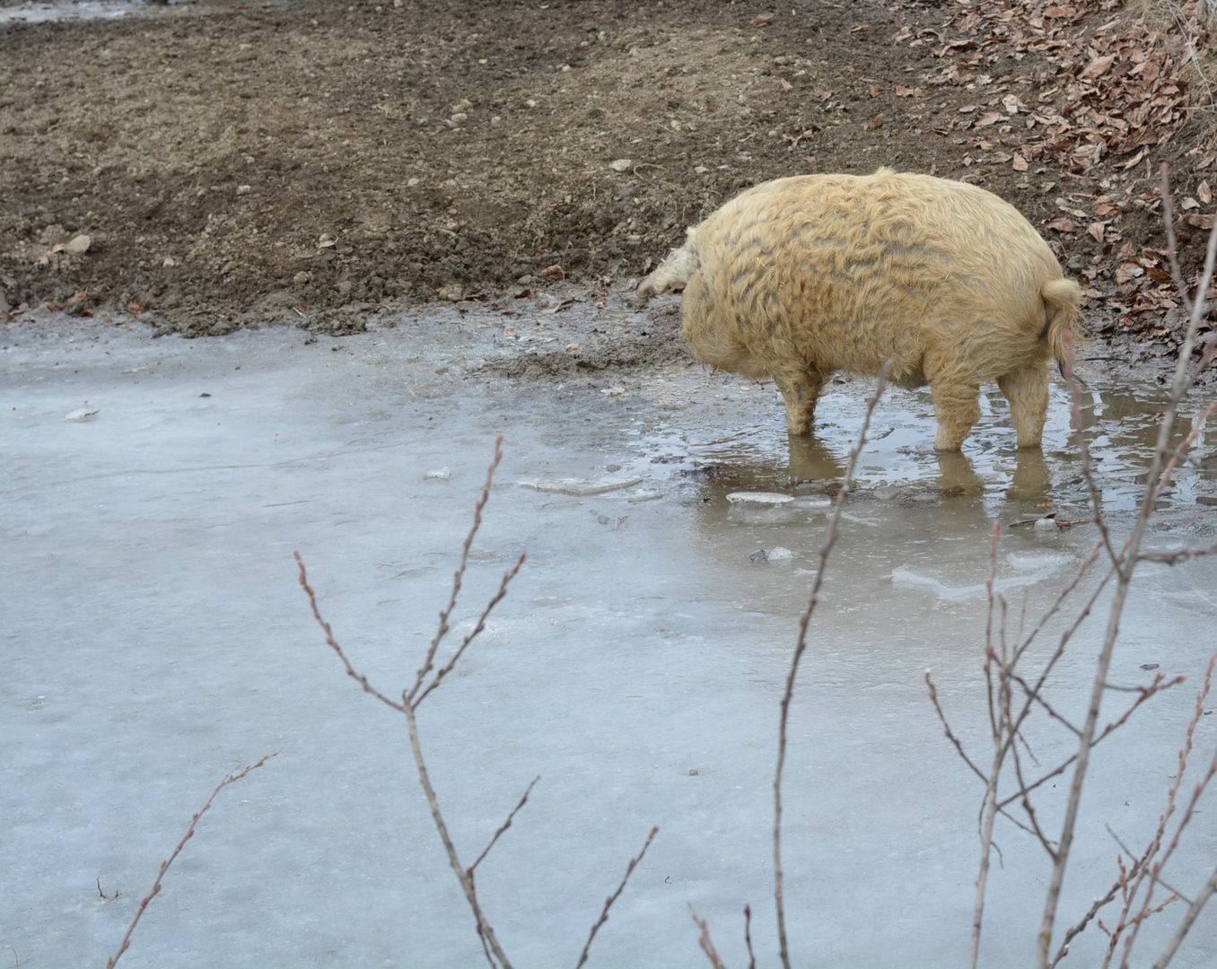 Jetzt weiß ich woher der Name Eisbein kommt, in Österreich allerdings  Schweinshaxn