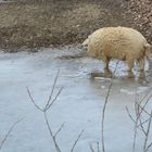 Jetzt weiß ich woher der Name Eisbein kommt, in Österreich allerdings  Schweinshaxn