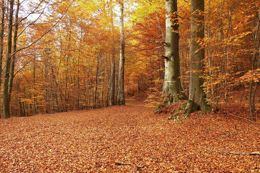 Jetzt werden die Tage kürzer und die  Bremswege länger und im Wald wirds immer heller.